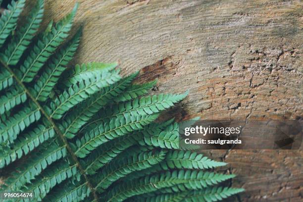 close up of fern leaf against wood - the nature conservancy stock pictures, royalty-free photos & images