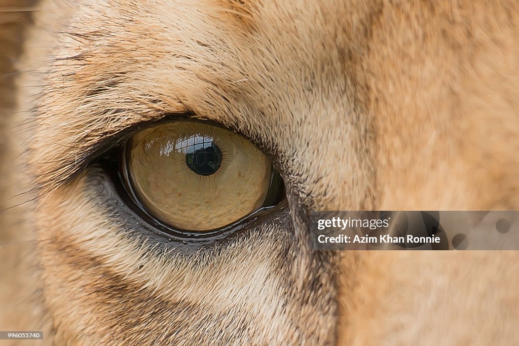 The Lion's Eye