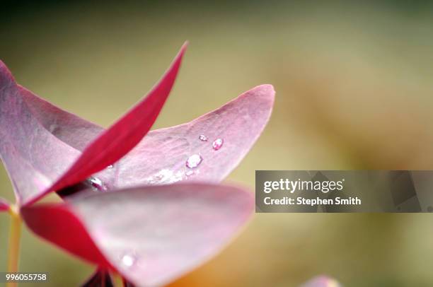 Sgs Color 5 515 Sgs Stock Photos, High-Res Pictures, and Images - Getty Images