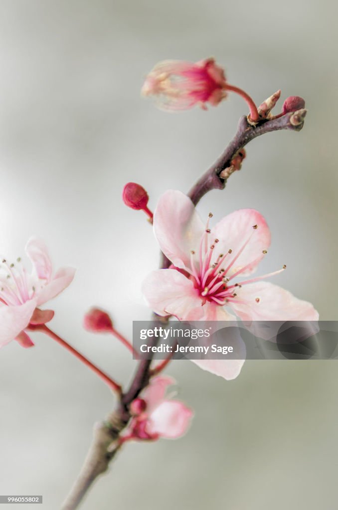 Prunus blossom