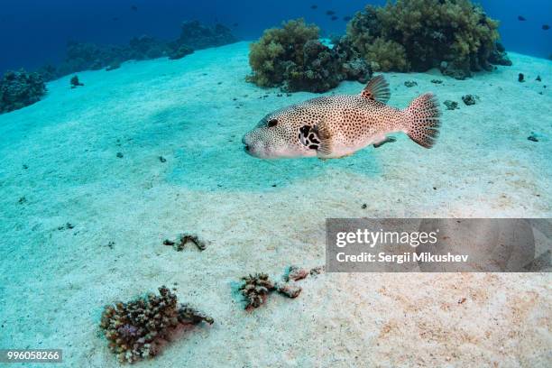 spotfin burrfish - balloonfish stock pictures, royalty-free photos & images