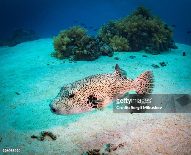 spotfin burrfish - plectorhinchus imagens e fotografias de stock