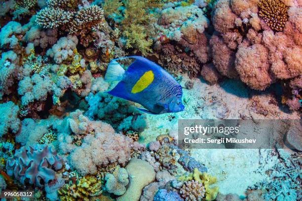 Yellow Anglet 435 Yellow Angelfish Stock Photos, High-Res Pictures, and Images ...