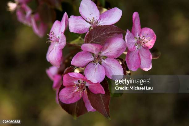 spring blossoms - michael lau 個照片及圖片檔