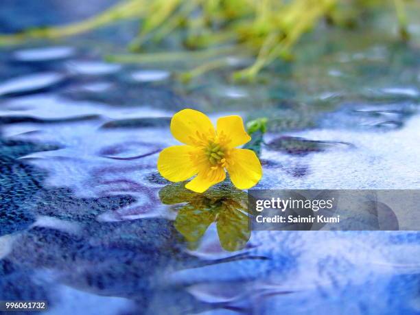 2,960 Kumi Stock Photos, High-Res Pictures, and Images - Getty Images