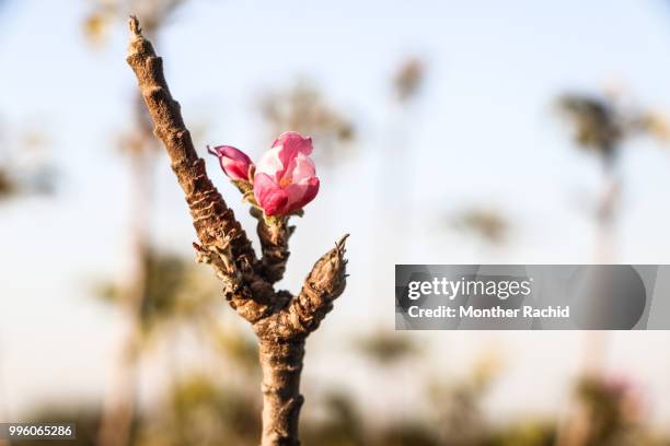 Palestinian Roses Petals For Palestine Photos and Premium High Res Pictures - Getty Images
