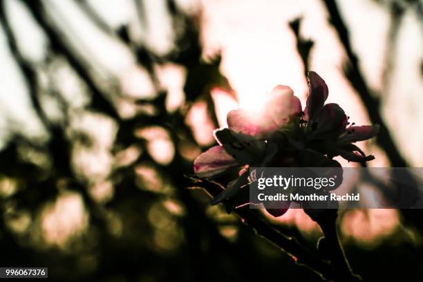 Palestinian Roses Petals For Palestine Photos and Premium High Res Pictures - Getty Images