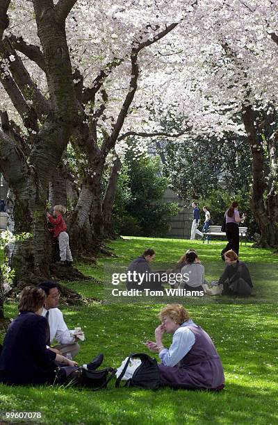 People have lunch and enjoy Monday's warm weather in a cherry tree grove near Louisiana and D streets, NW.