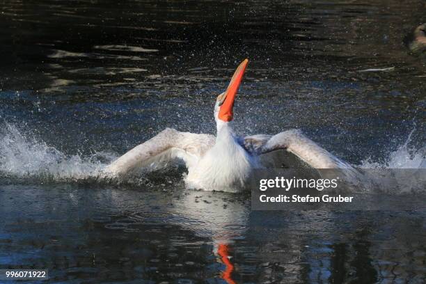 mating season for the pelican - mating stock pictures, royalty-free photos & images