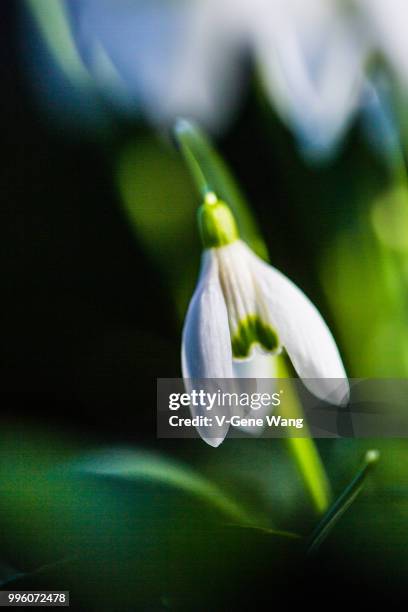 spring flowers - snowdrop - gene wang stock pictures, royalty-free photos & images