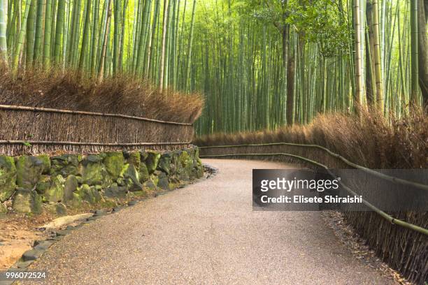 bamboo - elisete shiraishi stock pictures, royalty-free photos & images