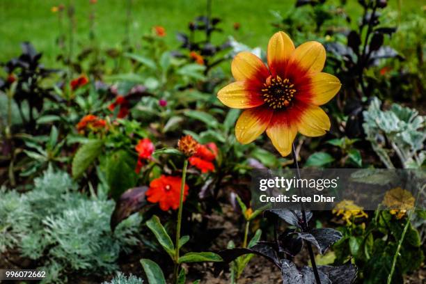 bloom - sree stock pictures, royalty-free photos & images