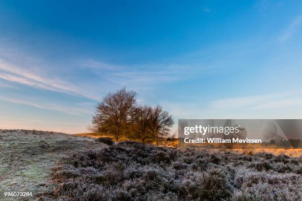 frosty heather - william mevissen stock pictures, royalty-free photos & images