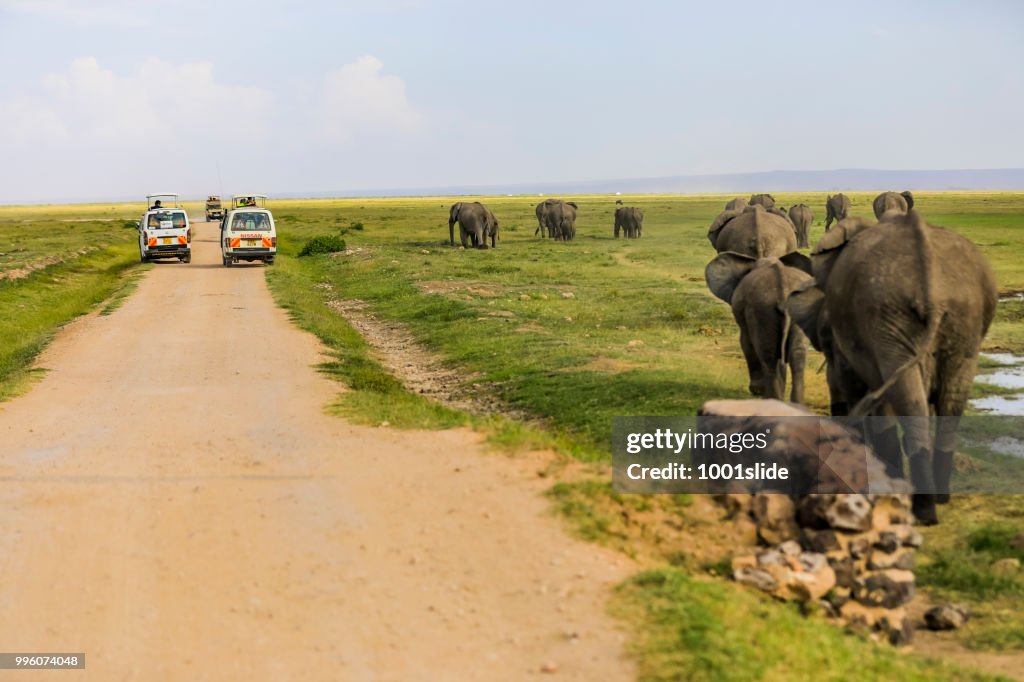 Elephants and Safari Vehicles at Amboseli National Park