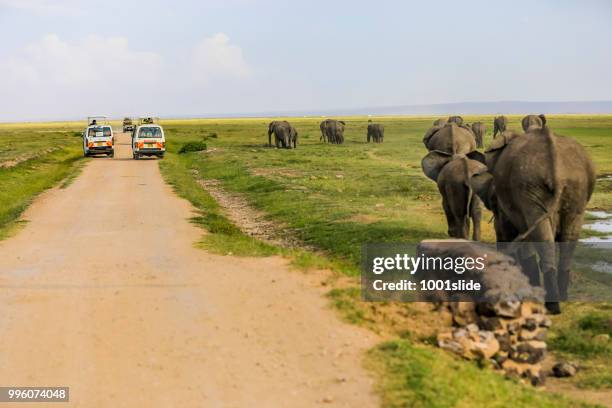 大象和狩獵車在安博塞利國家公園 - 1001slide 個照片及圖片檔