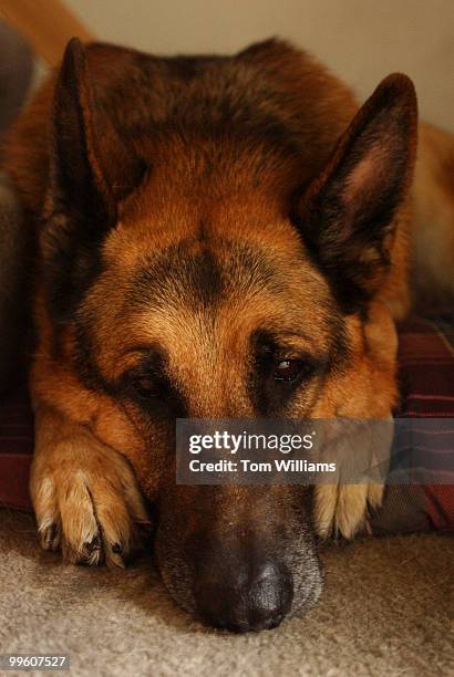 Capitol Police Dog, Fanto, rests in his Waldorf, Md. Home shared by his handler Techinician Shawn Haynes. The 11 year old German Shepard was forced...