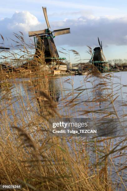 molino de viento en zaanse schans, países bajos - molinos de zaandam fotografías e imágenes de stock