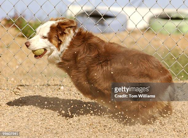 Eris" and Australian Shepard, nabs a tennis ball in the courtyard of Dog-ma. Dog-ma is a daycare center which offers a 10,000 foot facility and...