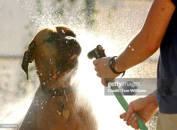 Bull Mastiff gets a hose down in the courtyard of Dog-ma. Dog-ma is a daycare center which offers a 10,000 foot facility and supervision for dogs...