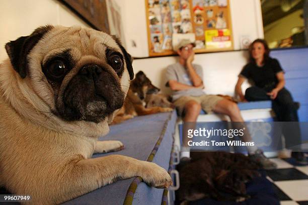 Norman", a Pug, relaxes during nap time in the office of Dog-ma with handler David Brown and owner Rebecca Bisgyer. Dog-ma is a daycare center which...