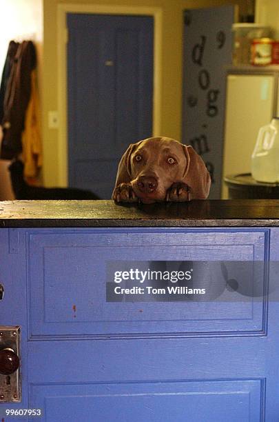 Weimaraner, "Wiley", is seperated from the other dogs while he calms down in the office of Dog-ma. Dog-ma is a daycare center which offers a 10,000...