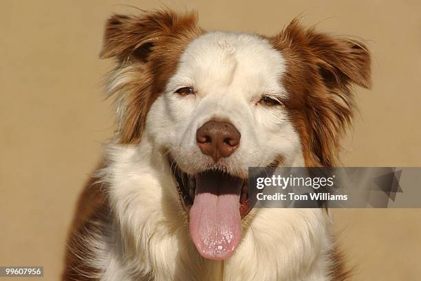 Eris" and Australian Shepard, waits for a tennis ball in the courtyard of Dog-ma. Dog-ma is a daycare center which offers a 10,000 foot facility and...