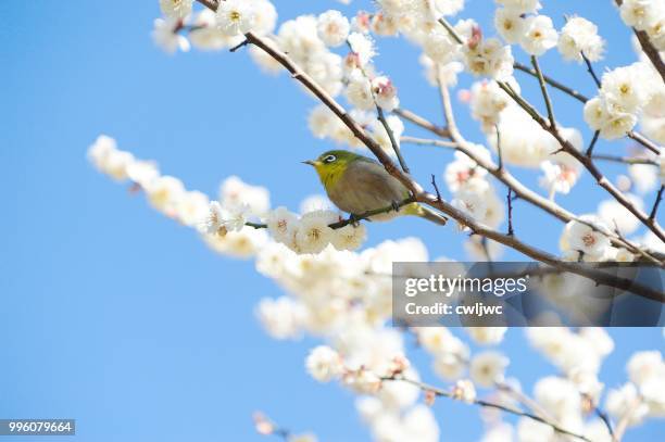 spring is coming - wild cherry tree - fotografias e filmes do acervo