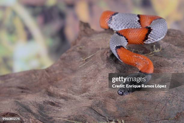 picture of a false coral snake - coral snake fotografías e imágenes de stock