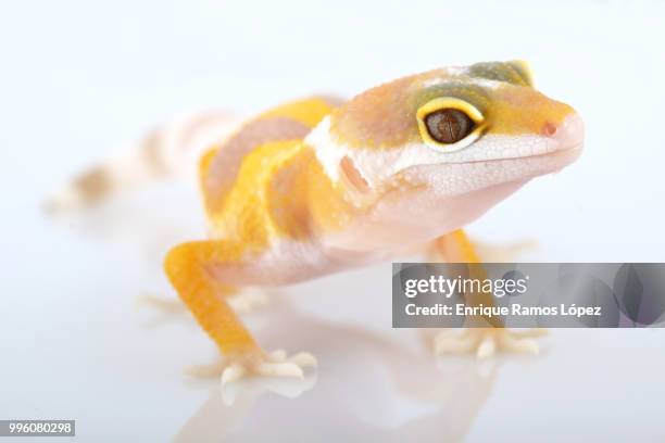 leopard gecko eublepharis macularius - gecko leopard stock pictures, royalty-free photos & images