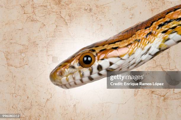 photograph of a harmless corn snake - corn snake stockfoto's en -beelden