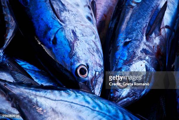 fish eyes - greta stock-fotos und bilder