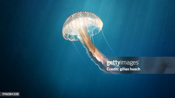 graceful predator - jellyfish - fotografias e filmes do acervo