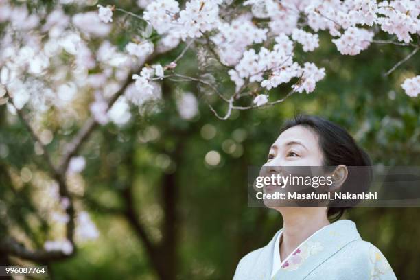 asia mujer vestida con un kimono mirando las flores de cerezo - masafumi nakanishi fotografías e imágenes de stock