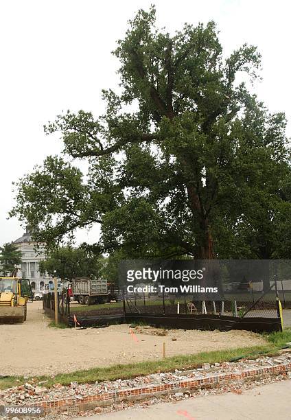 Elm tree to be torn down on the East Front.