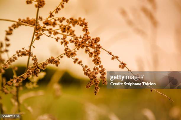 love and nature / amour et nature - amour photos stock pictures, royalty-free photos & images