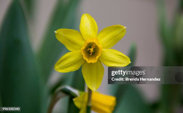 yellow - branda stock pictures, royalty-free photos & images