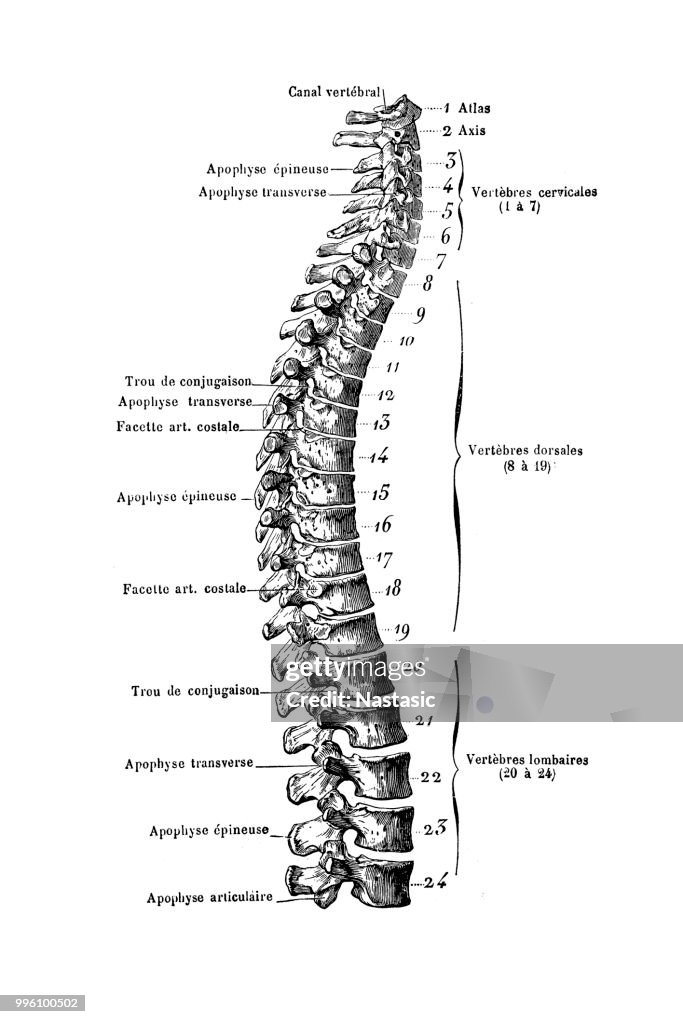 Spinal Columns Visual Spinal Column High-Res Vector Graphic - Getty Images