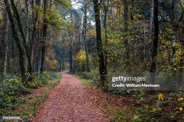 winding forest path - william mevissen stock pictures, royalty-free photos & images