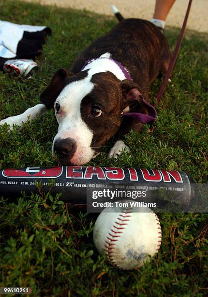 Greta, a five year old Pit Bull owned by Dawn Kopecki of Dow Jones News Wires, takes a break as the medias unofficail mascot at the 3rd Annual Hacks...