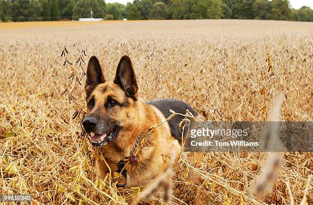 Capitol Police Dog, Fanto, strolls in a field near his Waldorf, Md. Home shared with his handler Techinician Shawn Haynes. The 11 year old German...