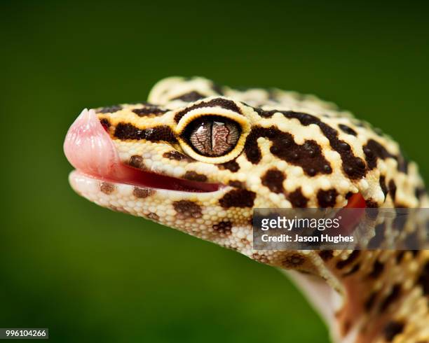 a leopard gecko licks a drop of water from atop its nose - gecko leopard stockfoto's en -beelden