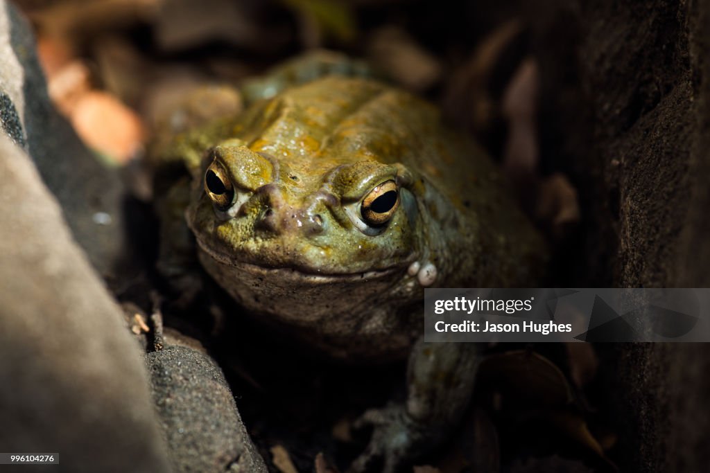 Sonoran desert toad