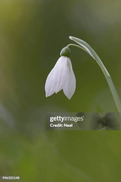 spring vii - vii stock pictures, royalty-free photos & images