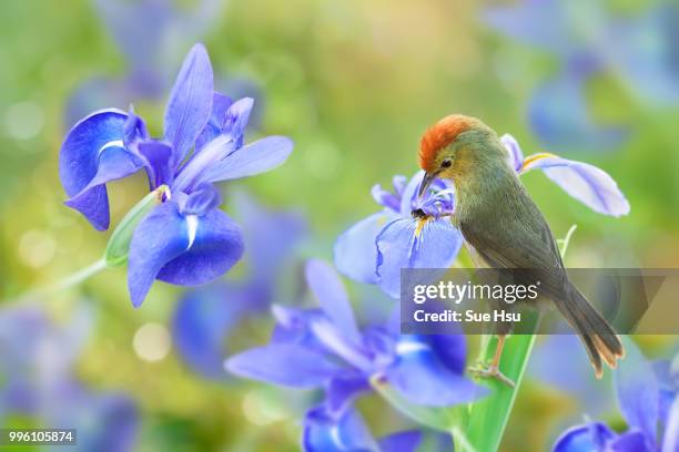 my blue garden - blue cardinal bird stock-fotos und bilder