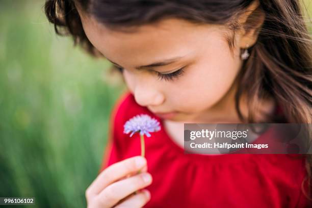 portrait of a happy small girl outside in spring nature, holding a flower. - halfpoint stock-fotos und bilder