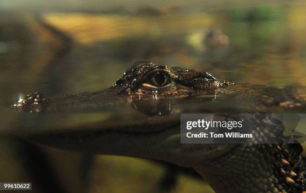 An American Alligator is on display in the Everglades National Park section of the National Aquarium which held a reopening reception at it's...