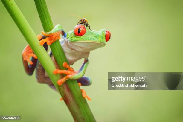 3,814 Little Frog Stock Photos, High-Res Pictures, and Images - Getty Images