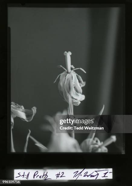 still pretty - transfer print stock pictures, royalty-free photos & images