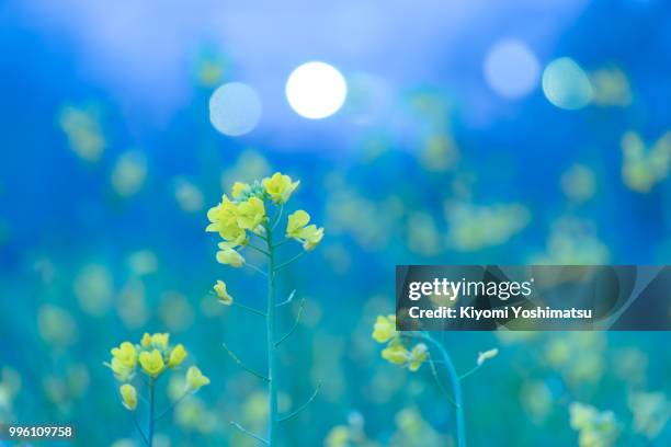 field mustard - mustard stock-fotos und bilder