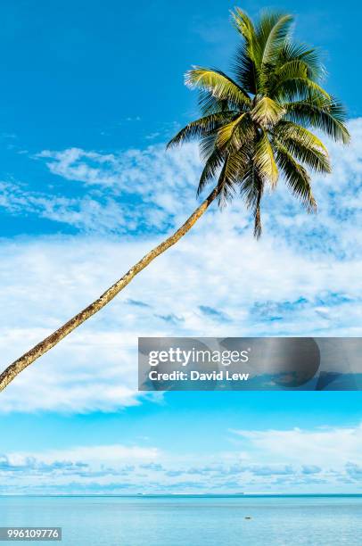 aitutaki palm tree - aitutaki stock pictures, royalty-free photos & images